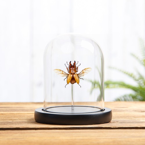 Stag beetle glass dome - in,