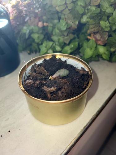 2xlucky money plants - , plants,