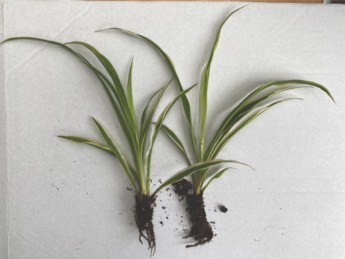 Spider plant chlorophytum - spider,