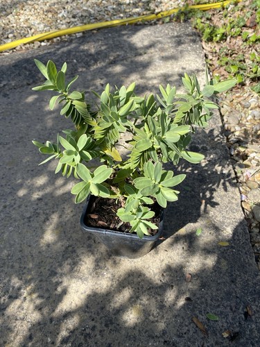 Hebe albicans evergreen shrub - evergreen,