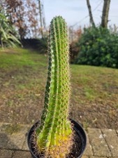 Large Flowering 'Mother'