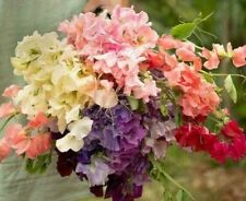 15 Heaven Scent Mixed Sweet Pea Seeds