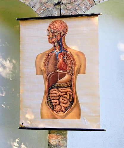 Vintage anatomical poster - vintage,