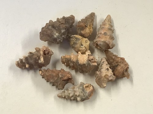 Gastropod knobbly shell - , fossil