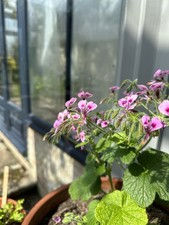 Pelargonium Papilionaceum, Species, Young Plant 2025
