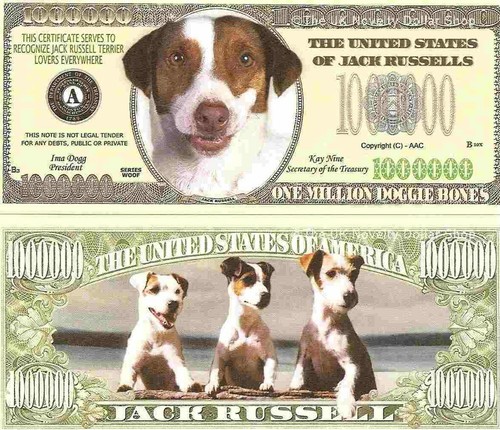 Jack russel terrier - jack,