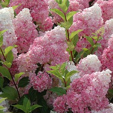 Hydrangea paniculata sundae - hydrangea,