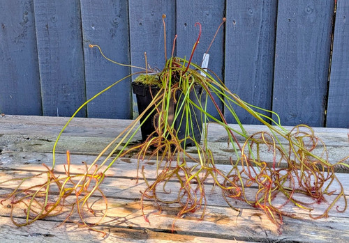 Drosera binata dichotoma - , giant