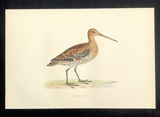 British Birds 1891 Original