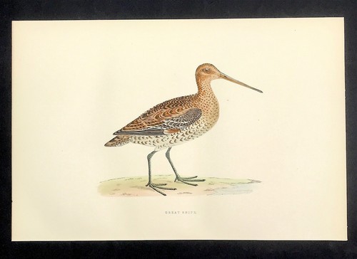 British birds 1891 original - 1891,