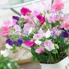 12 Everlasting Sweet Pea Seeds - Perennial