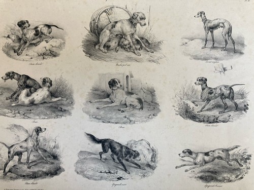 Beautiful lithography signed - beautiful,