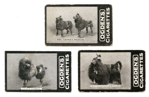 Poodle french dog vintage - poodle,