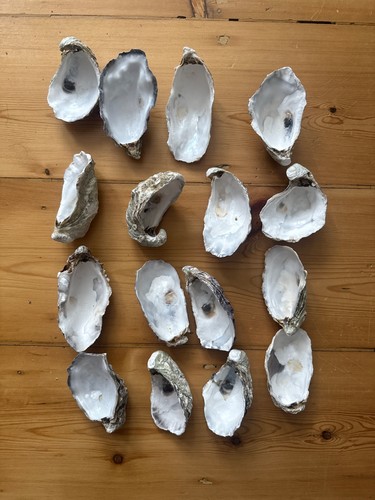 Naturally oysters shells - 16,
