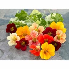 15 Alaska Mix Nasturtium Seeds