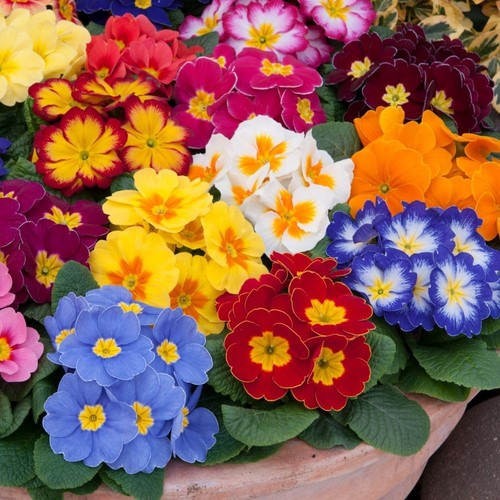Primrose alaska improved - t&m,