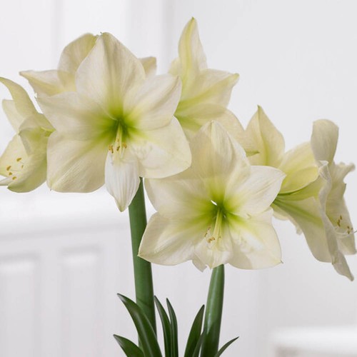 Amaryllis lemon star bulb - lemon,