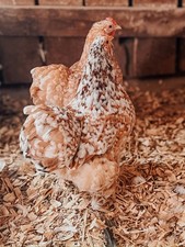 6 ++ Frizzle Bantam Cochin