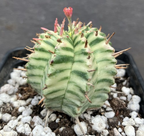 Euphorbia meloformis - euphorbia,
