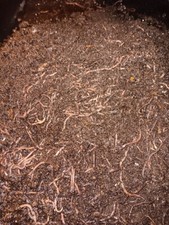 Manure Free Red Wigglers! Hand