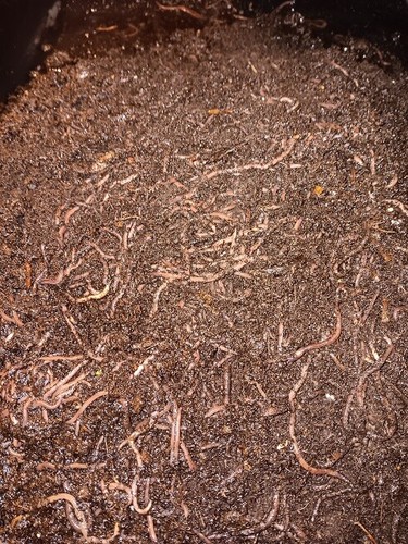 Manure free red wigglers - 🐛manure,