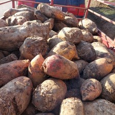 Mangel beet giant fodder beet