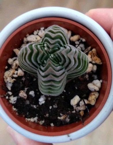 5cm pot 8cm - 5.5cm,