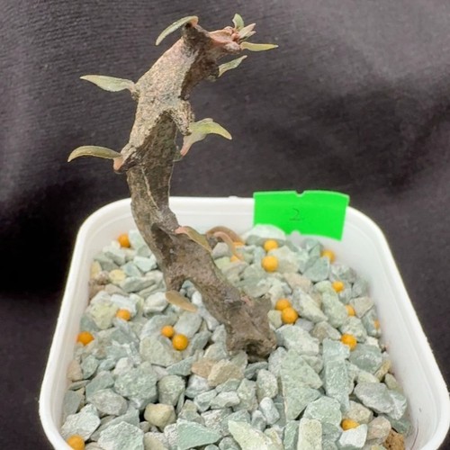5cm succulent cactus plant - cactus,