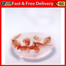 Hatch rate premium artemia - 95%,