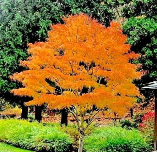 Acer palmatum koto - koto-no-ito, rare