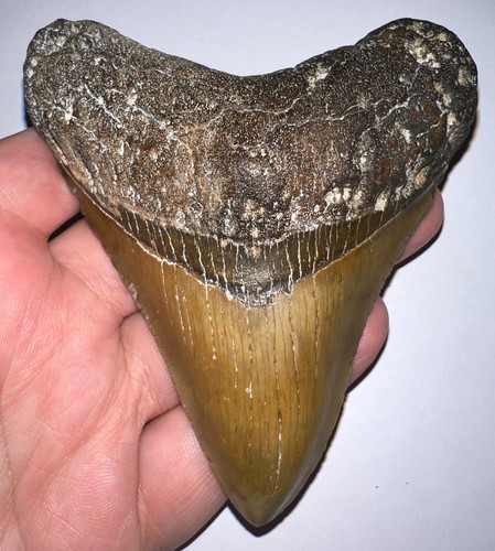 Large megalodon fossil shark - large,