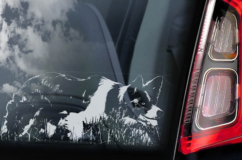 Border collie sticker car - border,