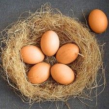 Pack of 6 Dummy Chicken Eggs