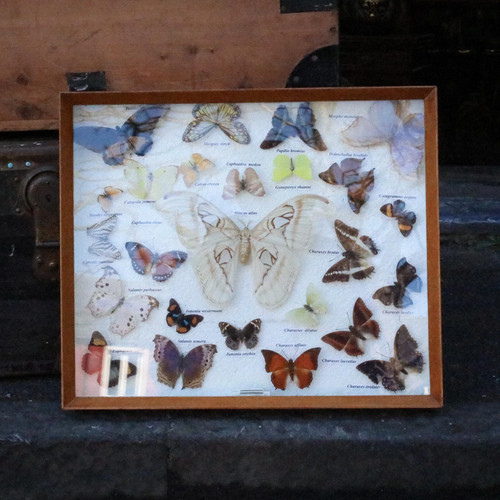 Vintage framed butterfly - vintage, &