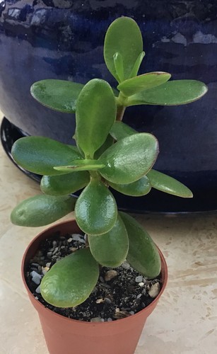 Jade plant crassula ovata - , plant.