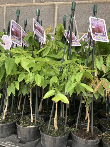 Two wisteria sinensis - two,