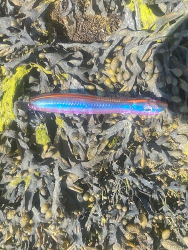 Sea bass pike zander - pike, 18g