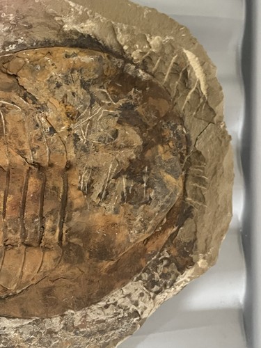 Gigantic fossilised trilobite - gigantic,