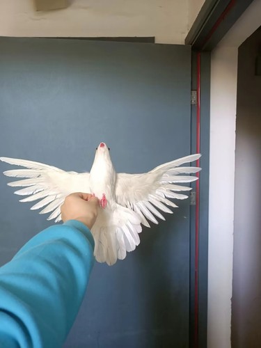 Cute simulation wings pigeon