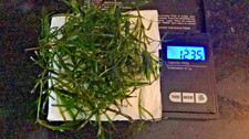 Guppy grass, Riccia - floating plants Free of chemicals *BUY 2 Get 1 FREE*