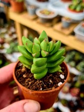 Crassula Benjamin | Baby
