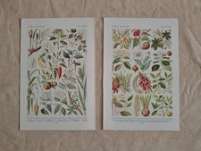 Vintage Botanical Book colour Plates Genuine Antique Prints Set of 2 fruits herb