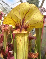 Sarracenia bigun - sarracenia, x