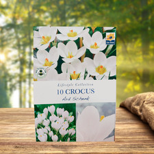 🤍 10 Specie Crocus Ard Schenk Bulbs | Early Spring Flowering | White Blooms