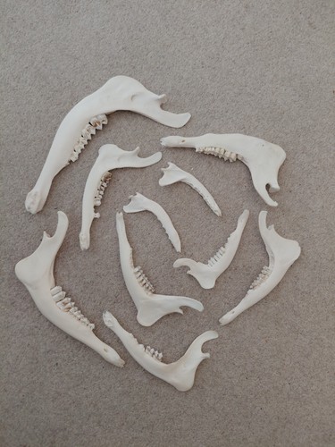 Jaw bones deer fox - 10,