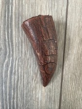 T Rex Tyrannosaurus Dinosaur Tooth Replica Not Framed Fossil