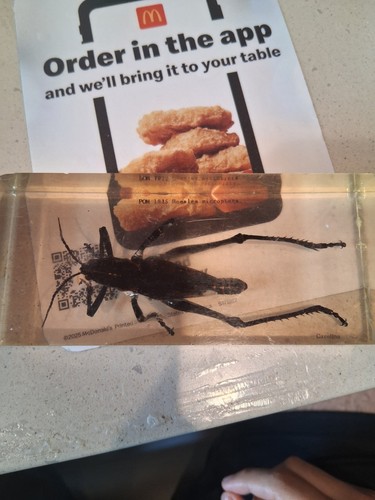 Grasshopper insect specimen - grasshopper,