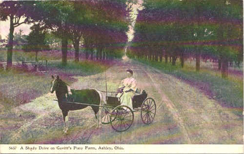 Gavitt pony farm ashley - gavitt's,