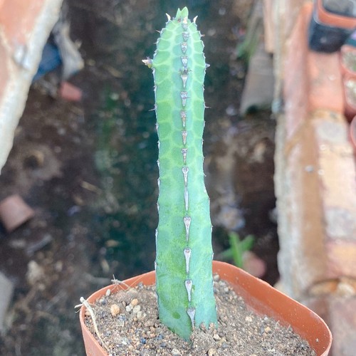 15cm euphorbia yabei - euphorbia, kirin