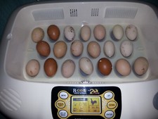 Egg hatching equipment automatic incubators, heat plates, drinkers, books